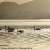 Swans at Sundown  Limited Print of 5  Mount Sizes a4 20x16 16x12