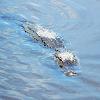 Alligator Blues 1	Limited Print of 5 20 x 16  16 x 12