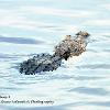 Alligator Blues 2	Limited Print of 5 20 x 16  16 x 12