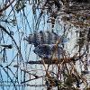 Alligator Camouflage	Limited Print of 5 20 x 16  16 x 12