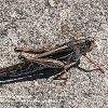 American Bird Grasshopper	Limited Print of 5 20 x 16  16 x 12