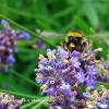 Bee Face on	Limited Print of 5 20 x 16  16 x 12
