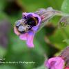Bee in Lungwort	Limited Print of 5 Mount Sizes 16x12 20x16