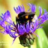 Bee on Centaurea	Limited Print of 5 Mount Sizes 16x12 20x16