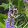Bee on Speedwell	Limited Print of 5 Mount Sizes 16x12 20x16