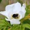 Bee on Wild White	Limited Print of 5 20 x 16  16 x 12