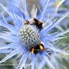 Bees on Sea Holly	Limited Print of 5 Mount Sizes 16x12 20x16