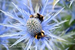 bees on sea holly