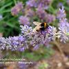 Buff Tail Bumble Bee on Lavendar	Limited Print of 5 20 x 16  16 x 12