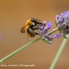Carder Bee 1	Limited Print of 5 20 x 16  16 x 12