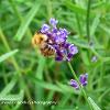 Carder Bee 2	Limited Print of 5 20 x 16  16 x 12