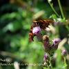 Comma on Thistle	Limited Print of 5  mount Sizes 16x12 20x16