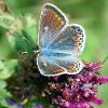 Common Blue on Orchid	Limited Print of 5  mount Sizes 16x12 20x16