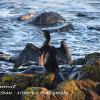 Drying Cormorant	Limited Print of 5 Mount Size 16x12  20x16