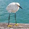 Egret	Limited Print of 5 20 x 16  16 x 12