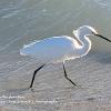 Egret on the shoreline	Limited Print of 5 20 x 16  16 x 12