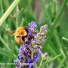 Fluffy Bee	Limited Print of 5 20 x 16  16 x 12