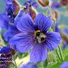 Geranium and Bee 1	Limited Print of 5 20 x 16  16 x 12