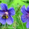 Geranium and Bee 2	Limited Print of 5 20 x 16  16 x 12