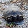 Gopher Tortoise 1	Limited Print of 5 20 x 16  16 x 12