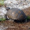 Gopher Tortoise 2	Limited Print of 5 20 x 16  16 x 12