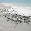 Gull Tideline	Limited Print of 5 20 x 16  16 x 12