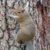 Hang On Squirrel	Limited Print of 5 20 x 16  16 x 12