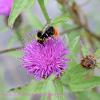 Knapweed	Limited Print of 5 Mount Sizes 16x12 20x16