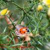 Ladybird on Gorse	Limited Print of 5  16x12