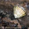Limpet	Limited Print of 5 Mount Sizes 20x16 16x12