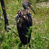 Limpkin at Myakka	Limited Print of 5 20 x 16  16 x 12