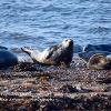 Lookout - Port Gordon Seal	Limited Print of 5 Mount Sizes 20x16 16x12