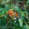 Monarch	Limited Print of 5 20 x 16  16 x 12