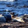 On Watch - Portgordon Seal	Limited Print of 5 Mount Sizes 20x16 16x12