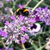 On the Lavender 	Limited Print of 5 Mount Sizes 16x12 20x16