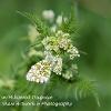 Orange tip in milkweed disguise	Limited Print of 5  mount Sizes 16x12 20x16