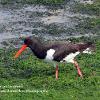 Oyster Catcher in Seaweed	Limited Print of 5 20 x 16  16 x 12
