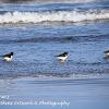Oyster Catchers	Limited Print of 5 Mount Sizes 20x16 16x12