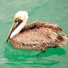 Pelican Afloat	Limited Print of 5 20 x 16  16 x 12