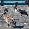 Pelicans on Pier	Limited Print of 5 20 x 16  16 x 12