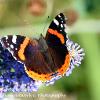 Red Admiral on Buddelja 1	Limited Print of 5  mount Sizes 16x12 20x16