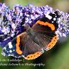 Red Admiral on Buddelja 2	Limited Print of 5  mount Sizes 16x12 20x16
