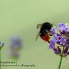 Red Tailed Bumble Bee 1	Limited Print of 5 20 x 16  16 x 12