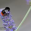 Red Tailed Bumble Bee 2	Limited Print of 5 20 x 16  16 x 12