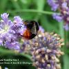 Red Tailed Bumble Bee 3	Limited Print of 5 20 x 16  16 x 12