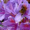 Rhododendron and Bee 1	Limited Print of 5 20 x 16  16 x 12