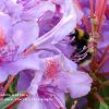 Rhododendron and Bee 2	Limited Print of 5 20 x 16  16 x 12