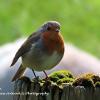 Round Robin	Limited Print of 5 20 x 16  16 x 12