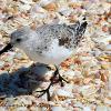 Sanderling	Limited Print of 5 20 x 16  16 x 12