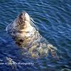 Seal Backstroke	Limited Print of 5 20 x 16  16 x 12